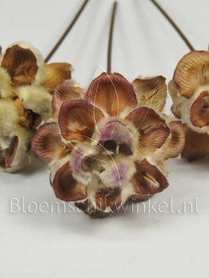 Materialen voor bloemschikken, leucadendron pubescens close-up