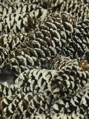 Materialen voor bloemschikken, birch pine frosted close-up