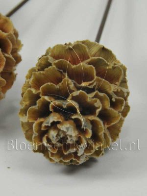 Materialen voor bloemschikken, leucadendron galapini, close up