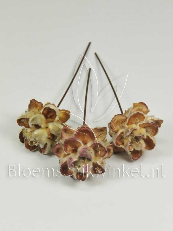 Materialen voor bloemschikken, leucadendron pubescens