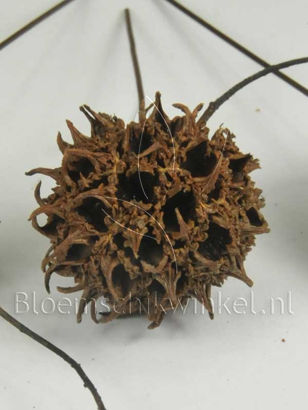 Materialen voor bloemschikken, amberbaum close-up