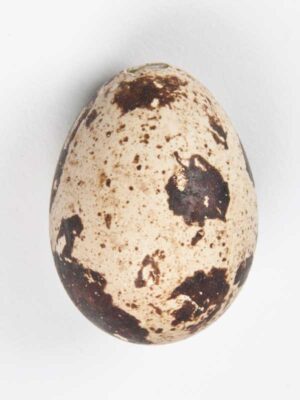 Close-up van één enkel kwarteleitje