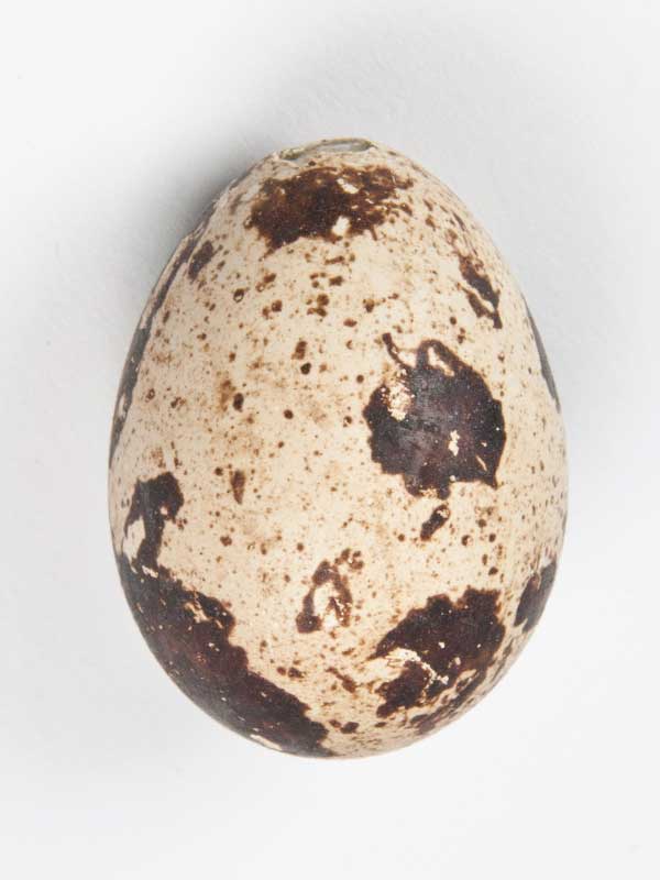 Close-up van één enkel kwarteleitje