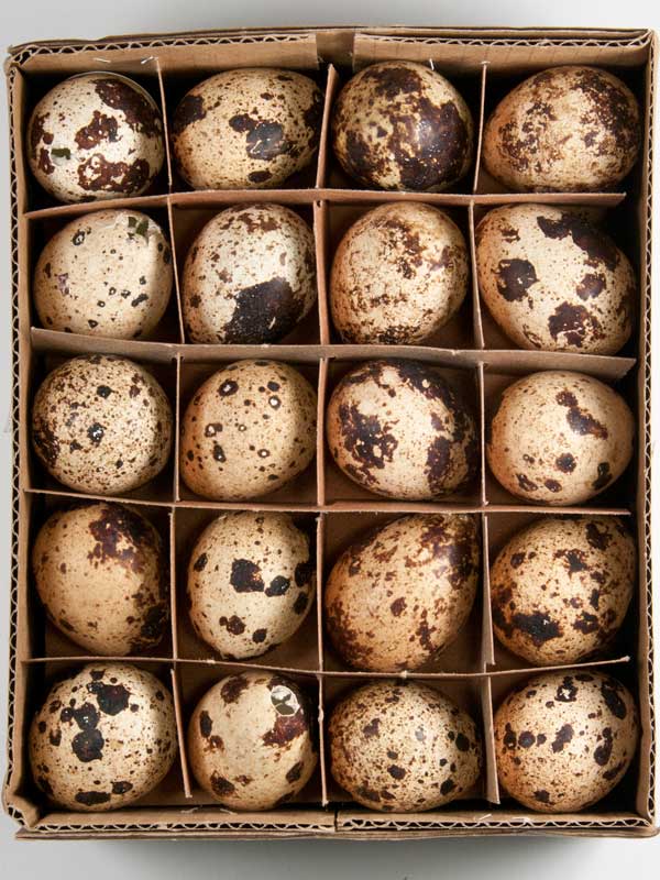 Doosje met 60 kwarteleitjes voor decoratie