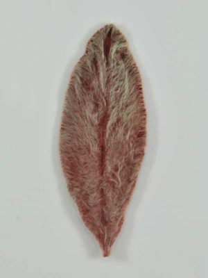 materiaal voor bloemschikken, gedroogd stachysblad rood