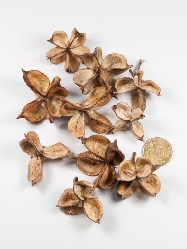 cottonpods-10-stuks-vergeleken-met-50-ct-munt-