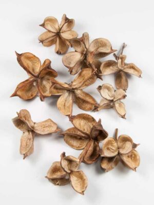 cotton pods