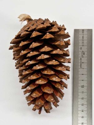 pinus maritima is een grote decoratieve dennenappel