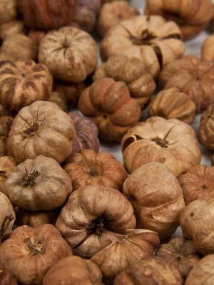 putka pods close up