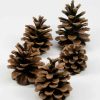 dennenappel pinus nigra naturel 5 stuks