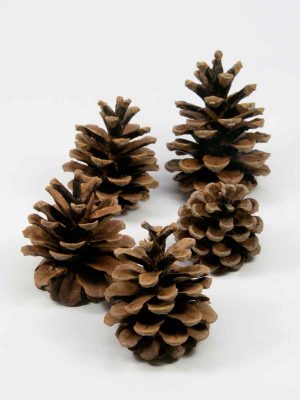 dennenappel pinus nigra naturel 5 stuks