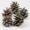 dennenappels pinus nigra white washed 5 stuks