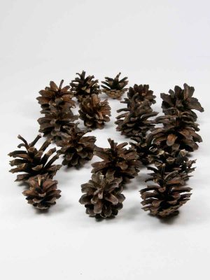 dennenappels silvester naturel open