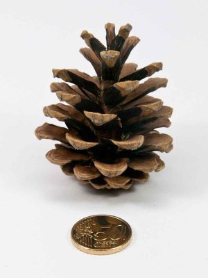 De grootte van dennenappel pinus nigra vergeleken met munt van 50 eurocent