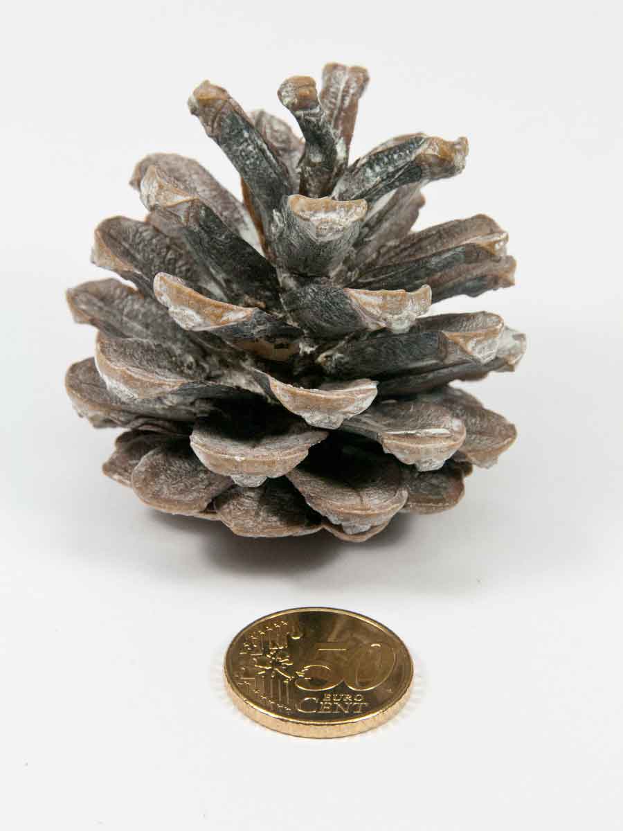 De grootte van dennenappel pinus nigra white washed vergeleken met munt van 50 eurocent