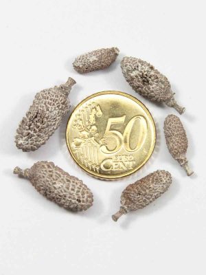 lichi pods vergeleken met een munt van 50 eurocent