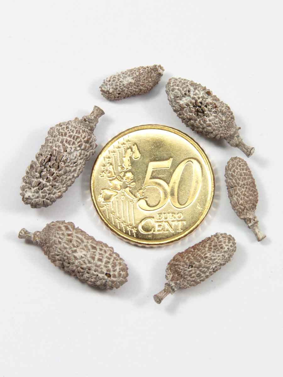 lichi pods vergeleken met een munt van 50 eurocent