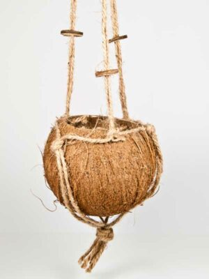 kokosnoot met touw hangend