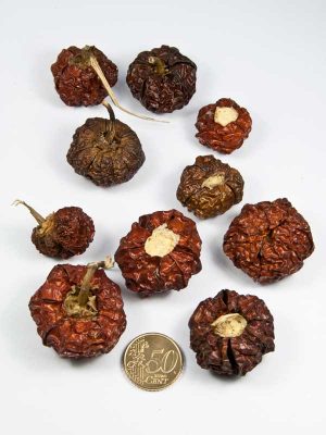 Mini pumpkins vergeleken met 50 eurocent