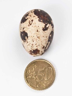 hoe groot is een kwarteleitje?