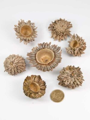 acorn cones , groote vergeleken met 50 ct munt