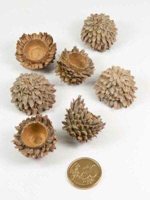 kleine acorn cones grootte vergeleken met 50ct munt