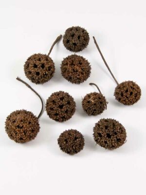 ball fruit zijn kleine bolletjes met een ruw oppervlak