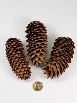 strobus cones vergeleken met 50ct munt