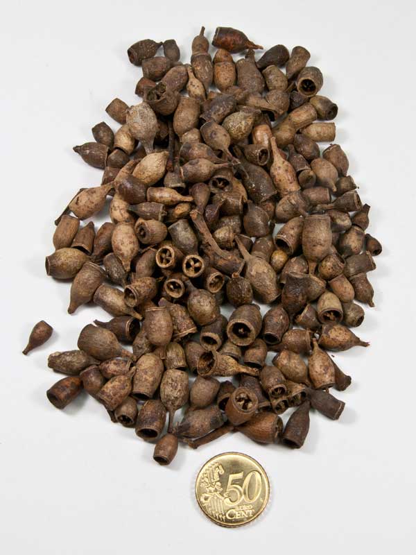 eucalyptus bells mini vergeleken met 50ct munt