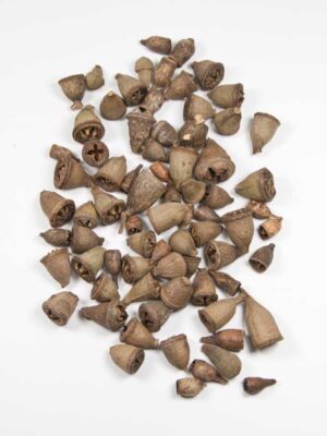 eucalyptus-bells-mini