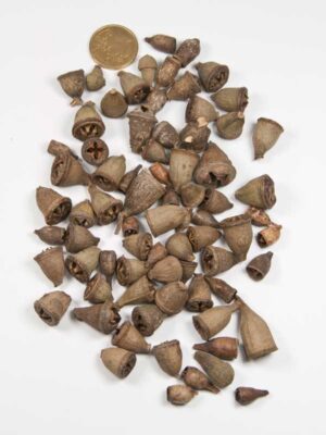 eucalyptus-bells-mini-vergeleken-met-50ct-munt