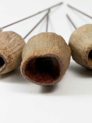 eucalyptus bell close-up