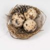 vogelnestje met 3 kwarteleitjes
