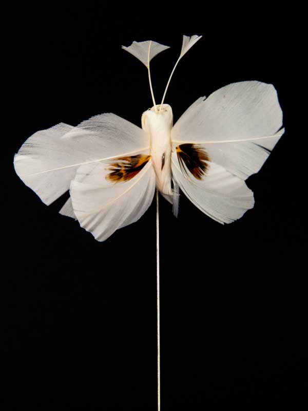 vlinder wit voor decoratie