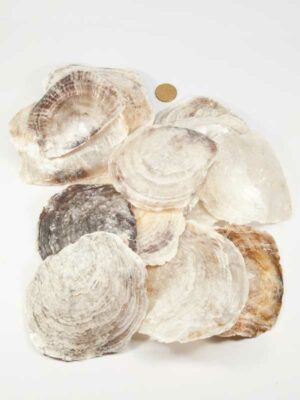 Placuna Ephium grootte vergeleken met 50 ct munt