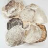 Placuna Ephium schelpen