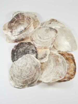 Placuna Ephium schelpen