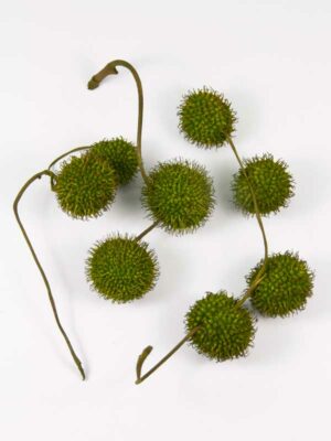 plataan balletjes mosgroen