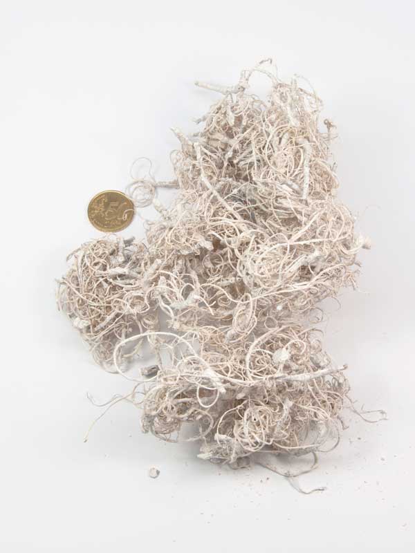 curly moss wit vergeleken met 50ct
