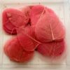 skeletblad roze doos met 200 stuks