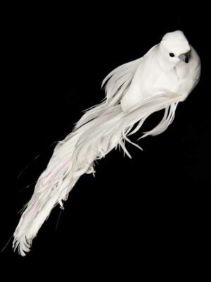 witte vogel met lange staart op clip