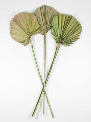 palmwaaier