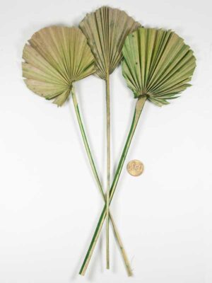 palmwaaier-vergeleken-met-50-ct