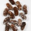 dennenappel-spruce-besneeuwd
