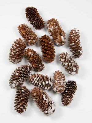 dennenappel-spruce-besneeuwd