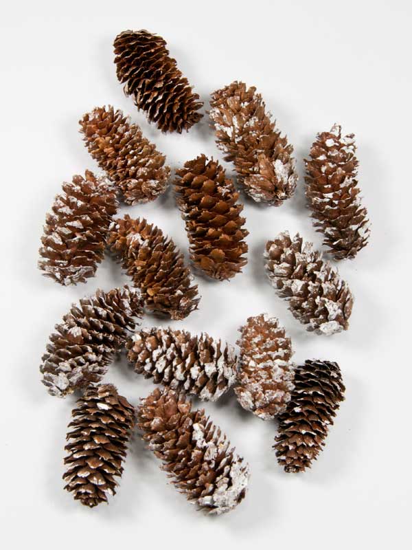 dennenappel-spruce-besneeuwd