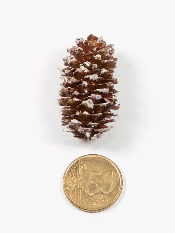 dennenappel-spruce-besneeuwd-vergeleken-met-50ct-