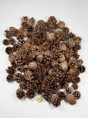 silvester dennenappels kilo