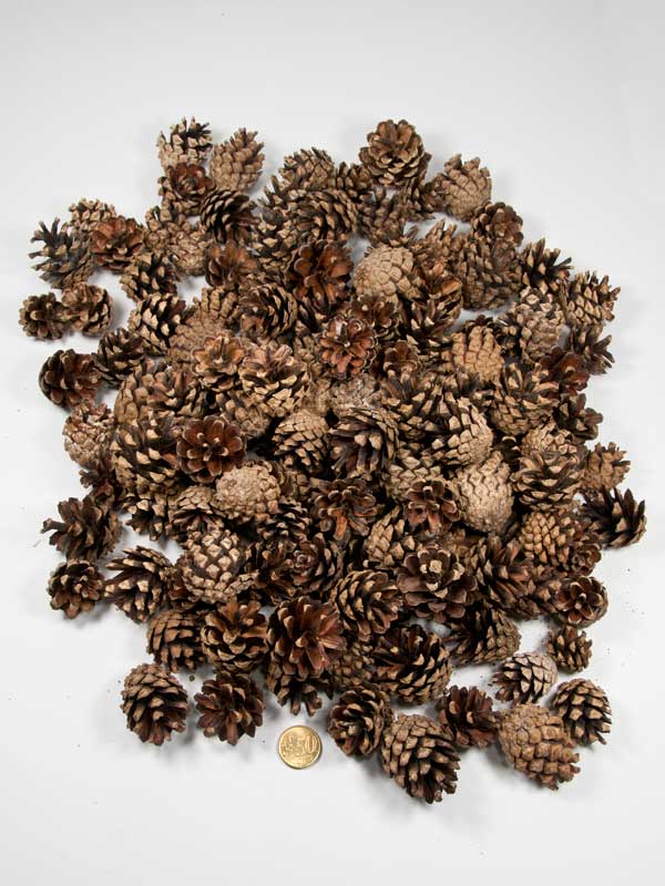 silvester dennenappels kilo