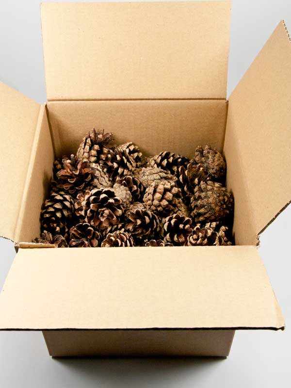 Dennenappels Silvester open - 1 kilogram (38602) - Afbeelding 3